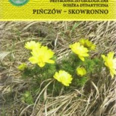 Przyrodniczo geologiczna ścieżka dydaktyczna Pińczów - Skowronno.
