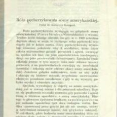 Róża pęcherzykowata sosny amerykańskiej