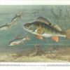Unsere Süsswasserfische. Eine Übersicht über die heimische Fischfauna nach vorwiegend biologischen und fischereiwirtschaftlichen Gesichtspunkten. Mit 50 farbigen Tafeln. - obrazek 2