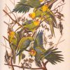 GOULD`S Exotic Birds. - obrazek 2