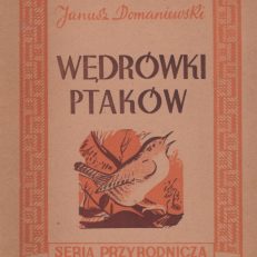 Wędrówki ptaków.