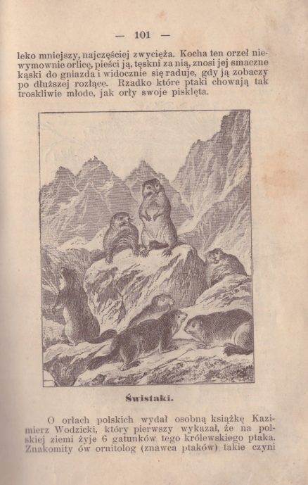 Malowniczy opis Polski czyli geografia ojczystego kraju. Ułożył... Z mapką i licznemi rycinami. Wydanie trzecie poprawione i pomnożone. - obrazek 8