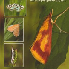 Crambidae i Thyrididae Polski. Crambidae and Thyrididae of Poland.