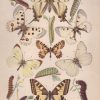 Die Großschmetterlinge und Raupen Mitteleuropas mit besonderer Berücksichtigung der biologischen Verhältnisse. - obrazek 2