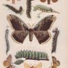 Die Großschmetterlinge und Raupen Mitteleuropas mit besonderer Berücksichtigung der biologischen Verhältnisse. - obrazek 6
