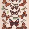 Die Großschmetterlinge und Raupen Mitteleuropas mit besonderer Berücksichtigung der biologischen Verhältnisse. - obrazek 3