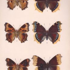 Die Großschmetterlinge und Raupen Mitteleuropas mit besonderer Berücksichtigung der biologischen Verhältnisse.