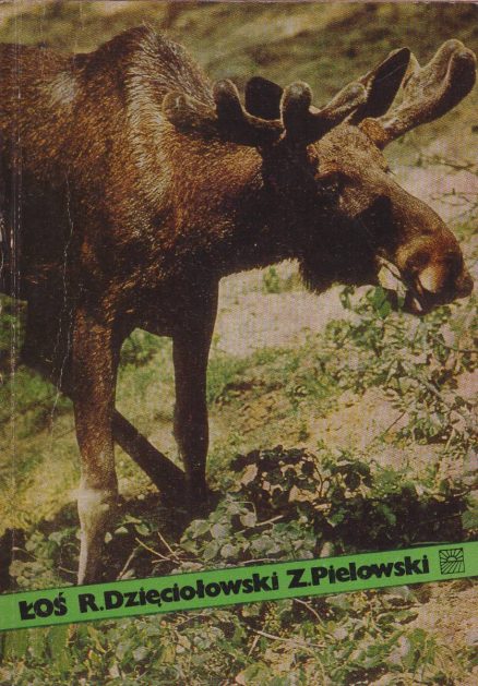 Łoś.