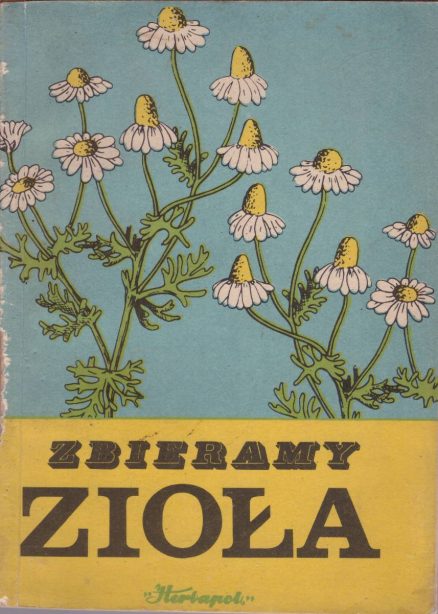 ZBIERAMY zioła. Instrukcja o zbiorze ziół dziko rosnących.