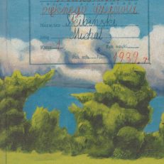 Widziałem pięknego dzięcioła.